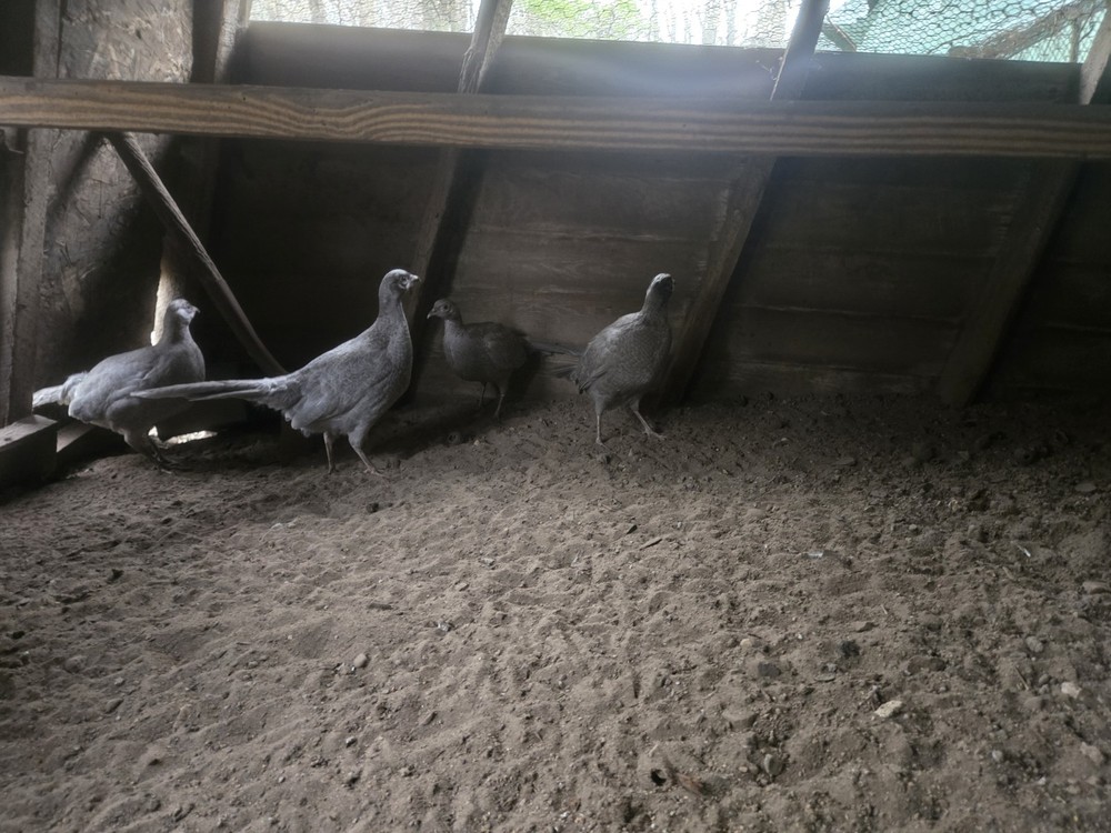 6+ Abyssinian Blue Pheasant Hatching Eggs