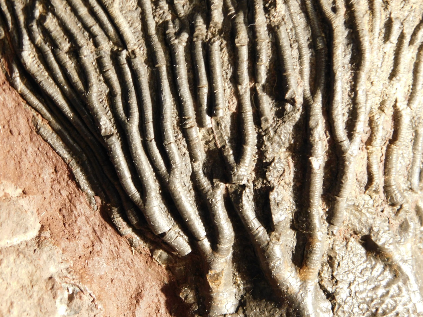 Big! 430 Million Year Old! CRINOID Fossil or Sea LILY Fossil Morocco 1686gr