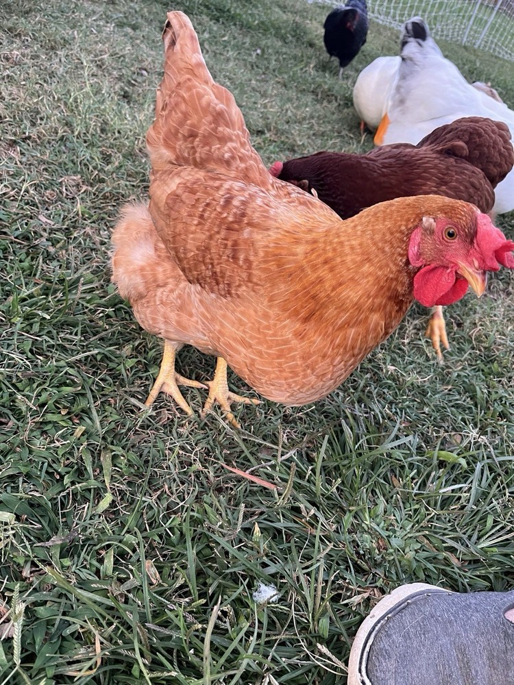 BYM Hatching Eggs