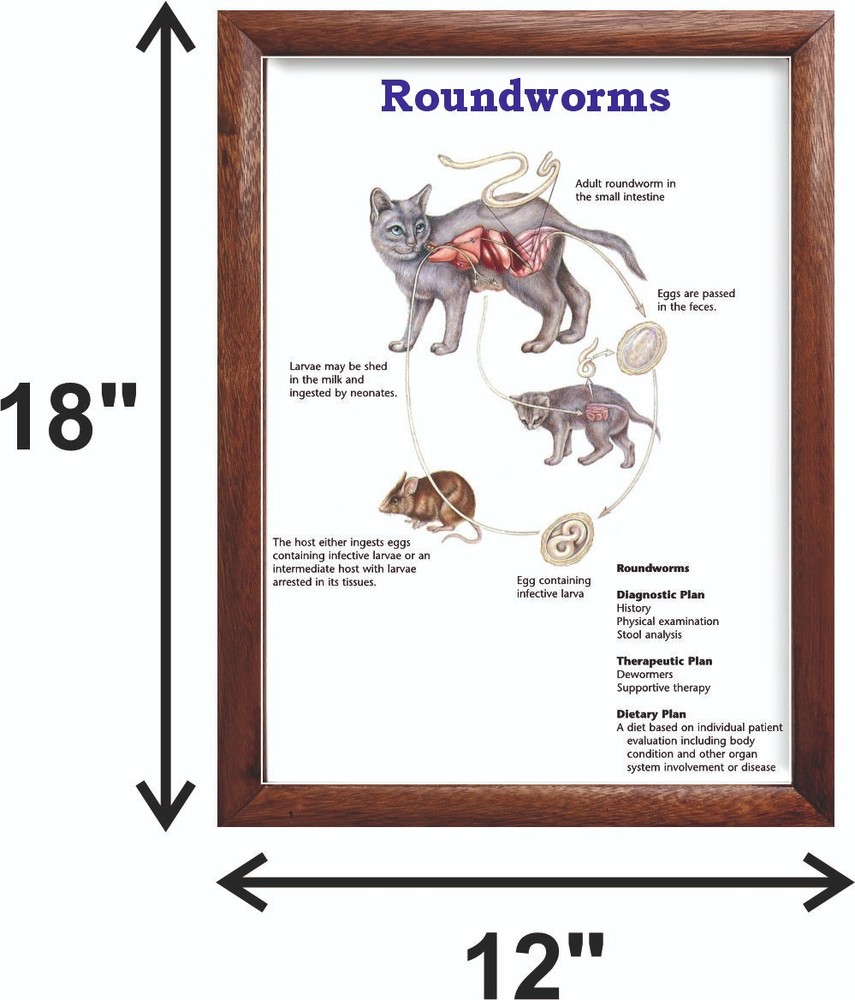 Roundworms Chart 12x18 inches