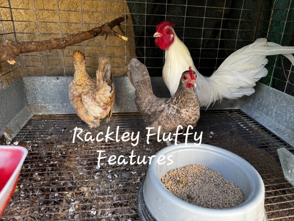 12 Kikiriki Hatching Eggs