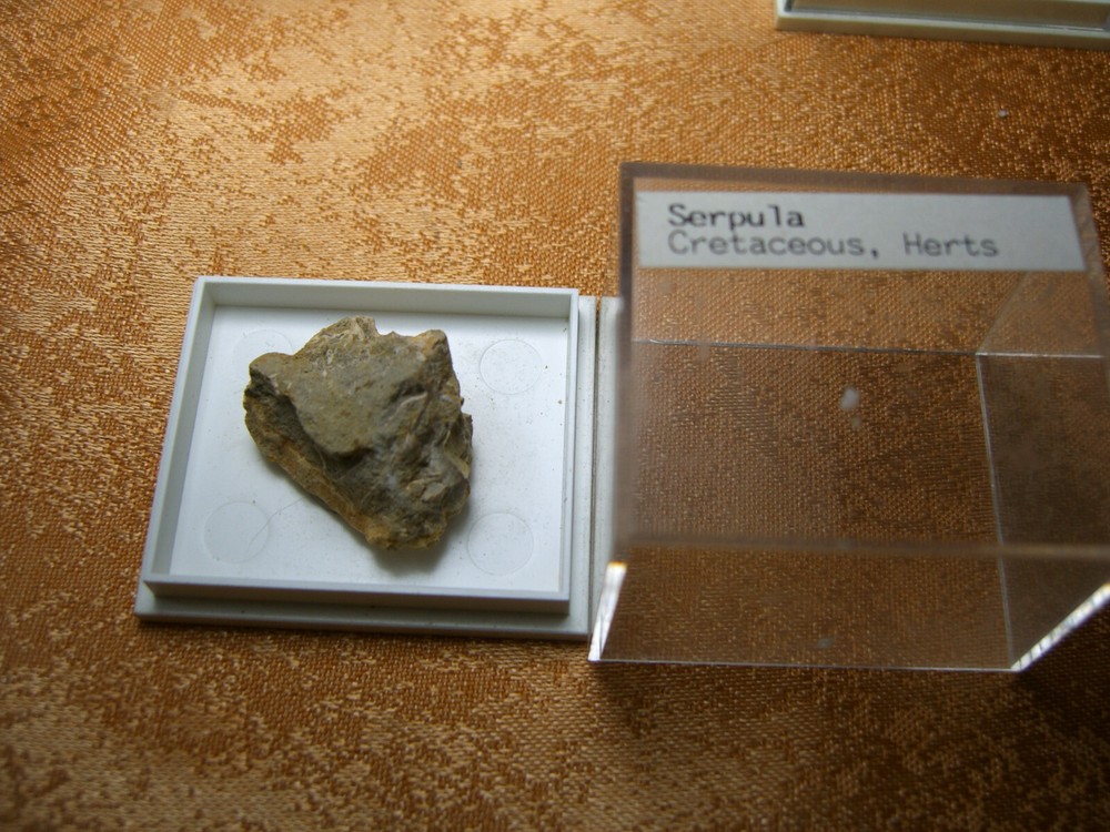Fossils collection, mesozoic, cretacious, eocen, cased