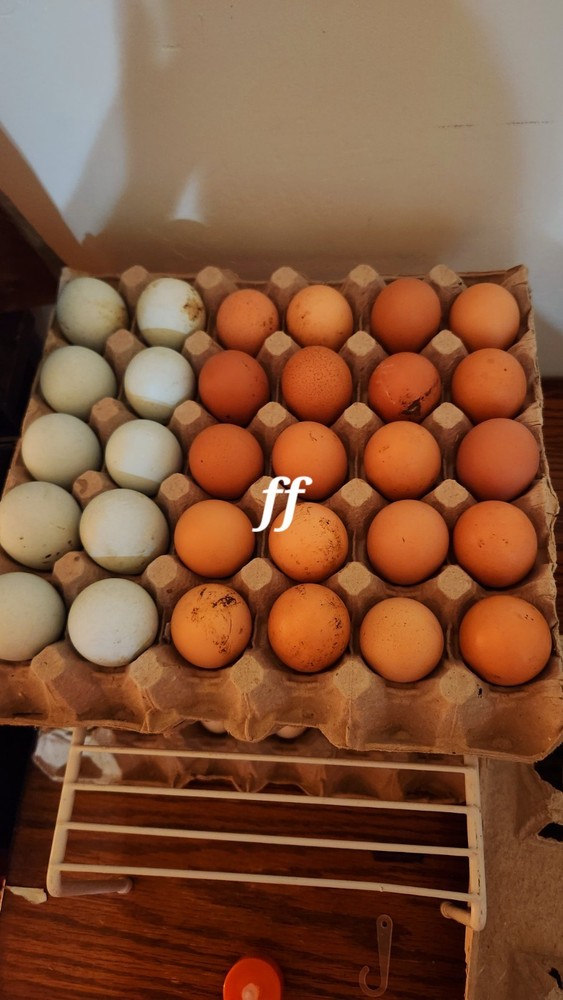 18 Nacked Neck Hatching Eggs Fertile