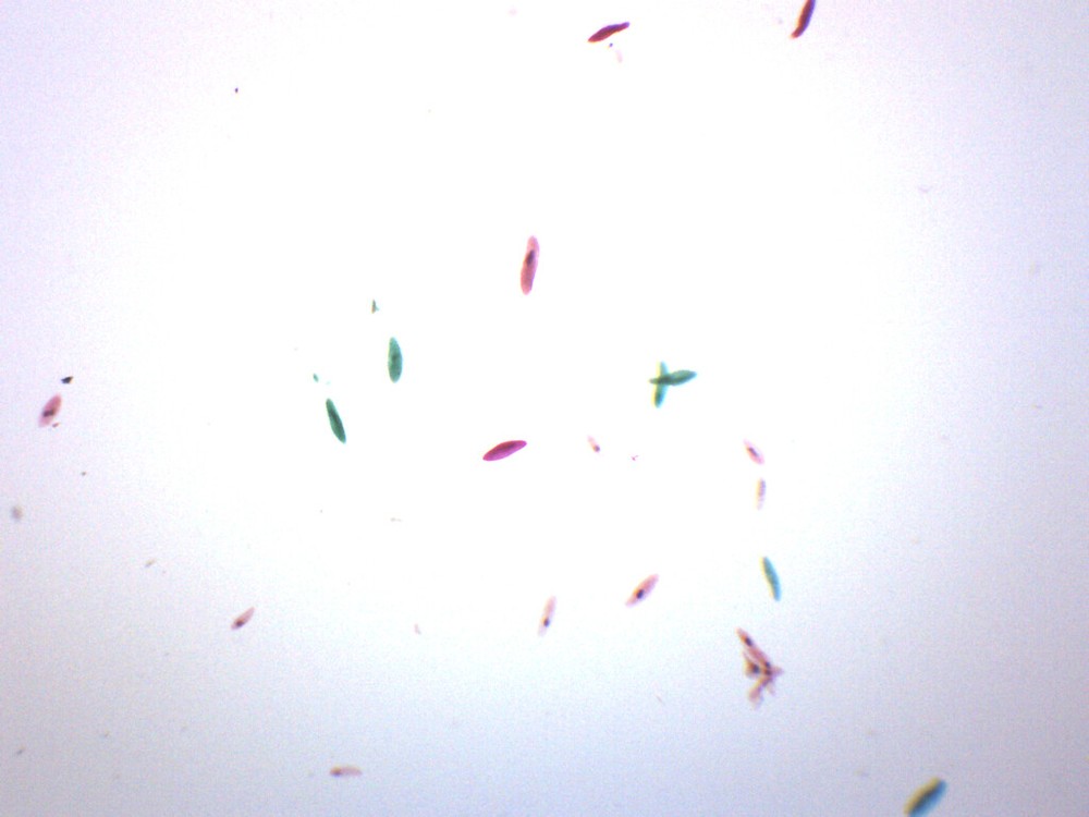 Paramecium, Whole Mount - Prepared Microscope Slide - 75x25mm - Eisco Labs