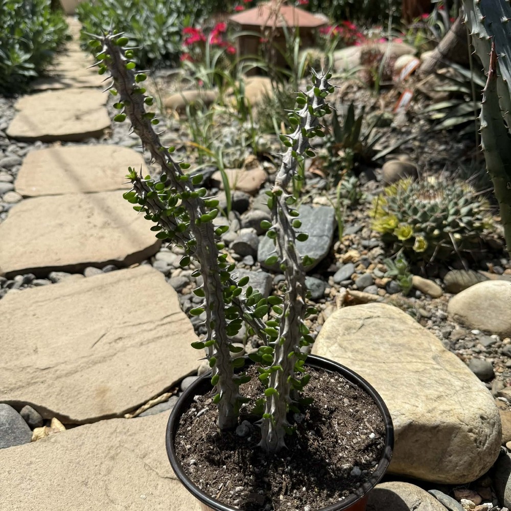 Alluaudia procera “Ocotillo”