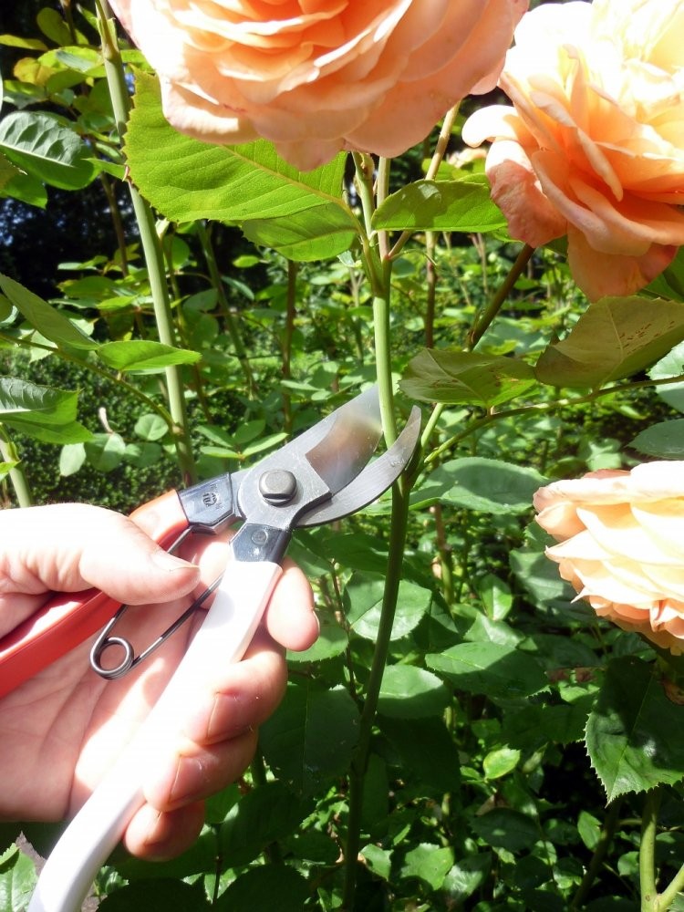 Okatsune 103 Bypass Pruners General Purpose Medium One Pack