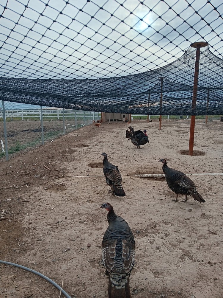 Now shipping: 6 Eastern Turkey eggs for hatching