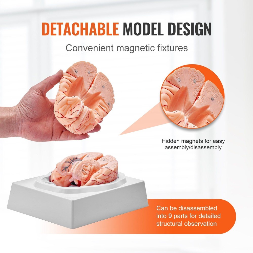 Anatomically Accurate 9-Section Human Brain Model, Life-Size & Labeled