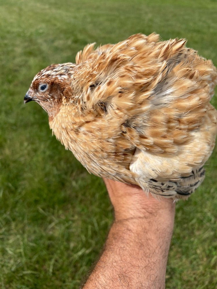 25 + Jumbo Italian Quail Hatching Eggs