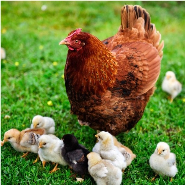 Heritage Rhode Island Red hatching eggs - One Dozen