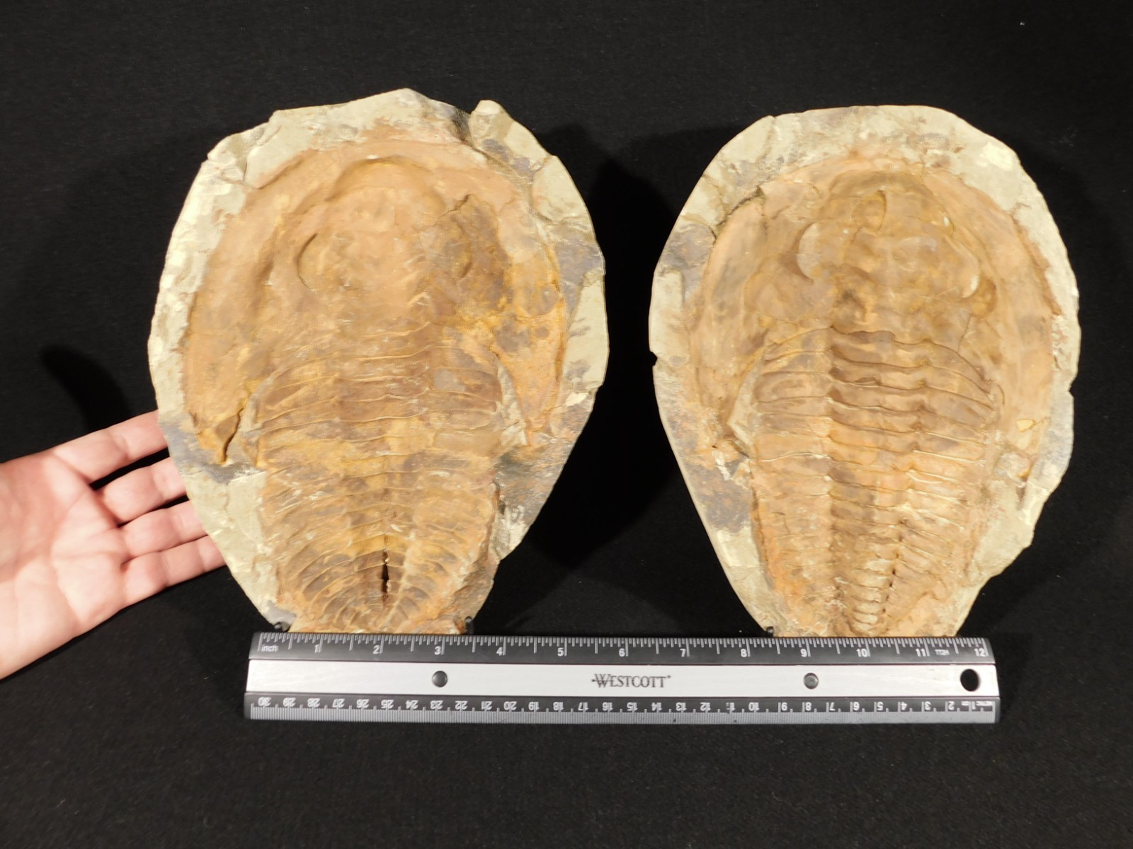 HUGE! 530 Million Year OLD! Andalusiana Trilobite Fossil Anif Morocco 3242gr