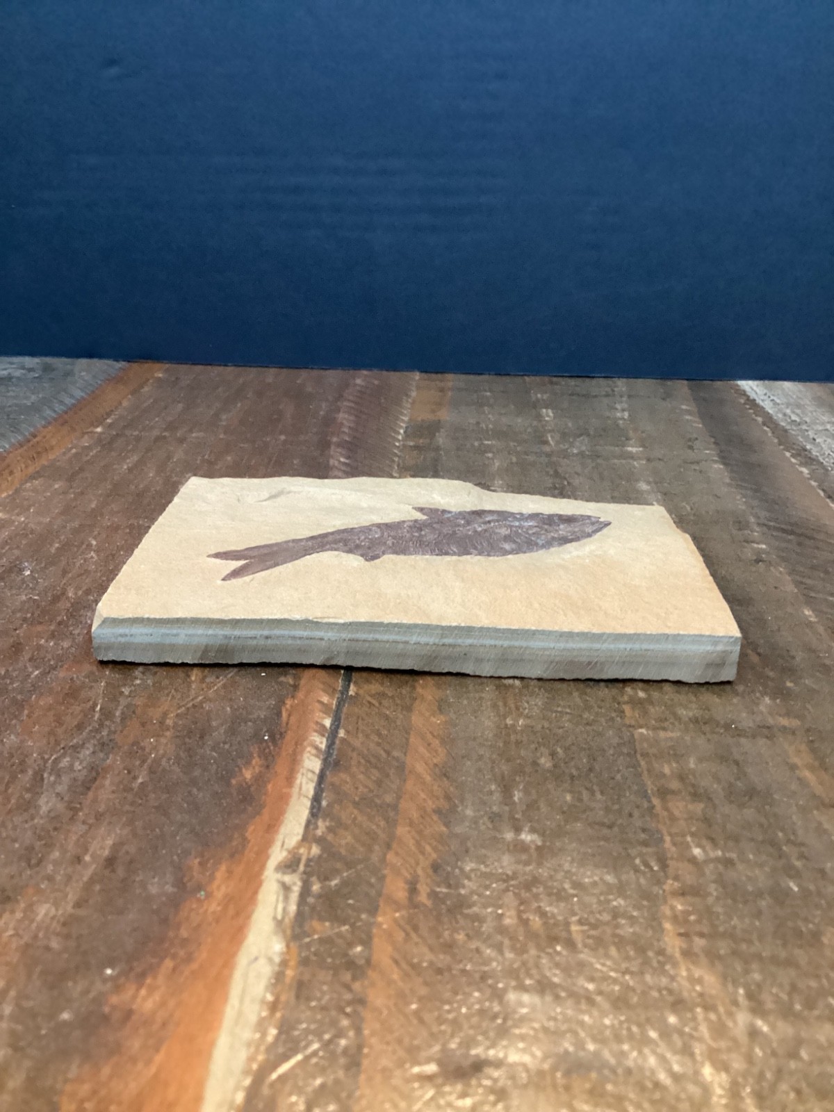 Knightia eocaena Fish Fossil Lake Green River Formation 4 3/4”x 3”