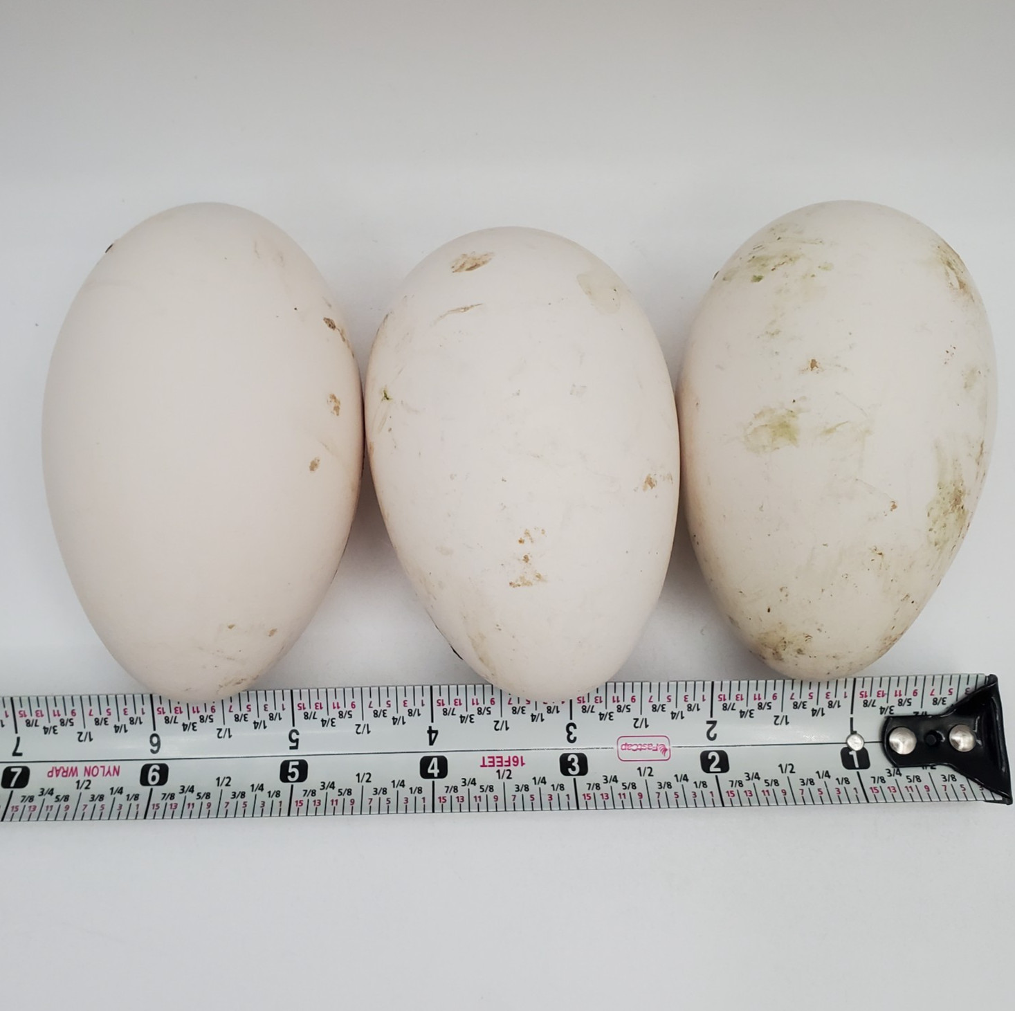 3 + African Goose Hatching Eggs Fertile Louisiana Farm Fresh MULTIPLES AVAILABLE