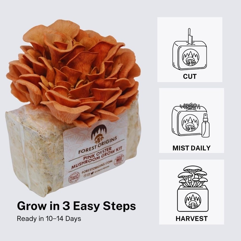 Pink Oyster Mushroom Grow Kit - Easy & Beginner Friendly