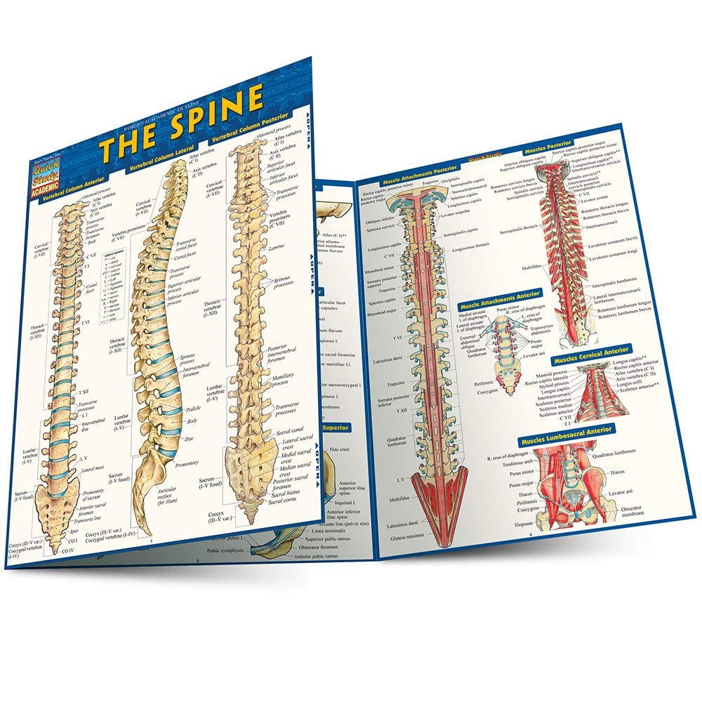 The Spine QuickStudy Laminated Reference Guide (Quick Study Academic)