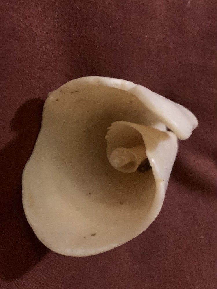 Lot Of 16 Fossilized Shells