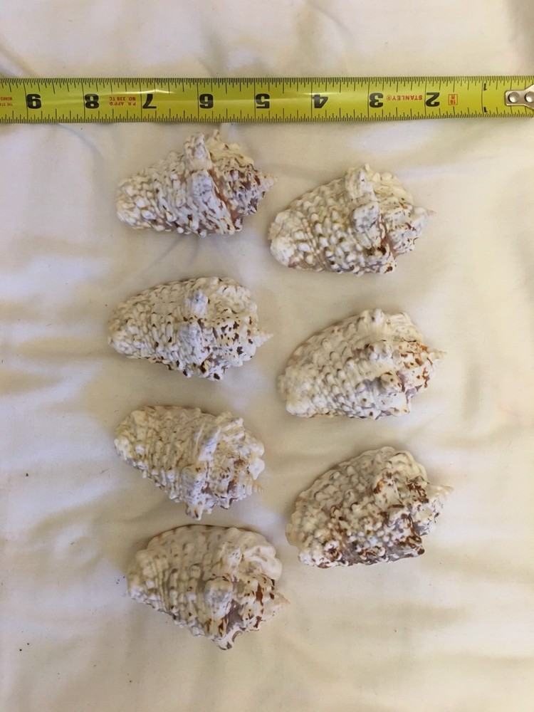 Strombus Lentignus