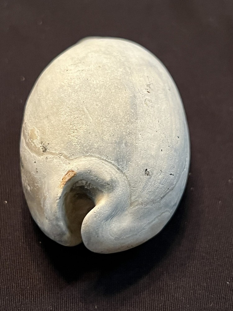 EXTINCT Fossilized COWRIE Shell ( Akleistostoma Macbrideae ) From Central Fl