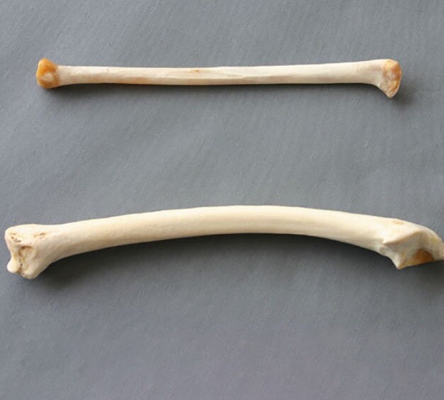 6 - 2 Piece Wild Turkey Wing Bone Sets. Radius and Ulna