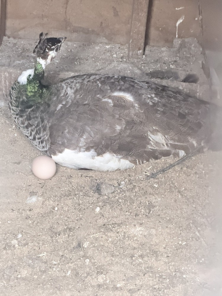 6 Peacock Peafowl Hatching eggs - Ready to ship, plus 1 extra egg!