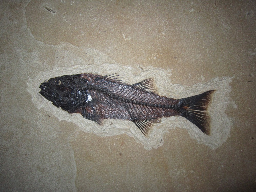 Fossil "MIOPLOSUS" - Eocene 50 Million Years Old