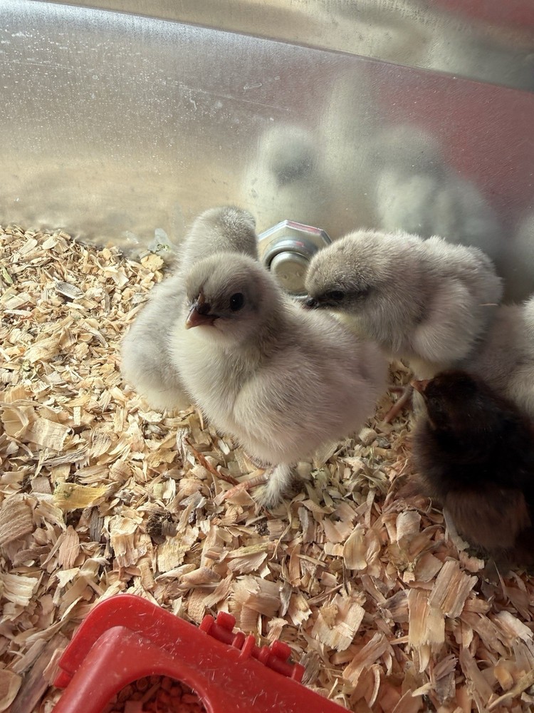 Blue Splash Maran Hatching Eggs 6+