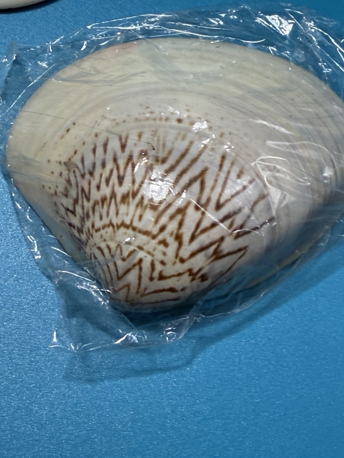 Meiji Period Real Natural Lacquered Seashells Lot Of 7