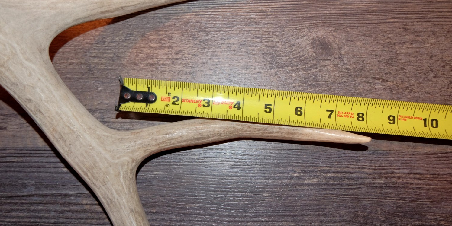 Nice Set Mule Deer Antlers Sheds Taxidermy Mount Cabin Decor Buck Horns