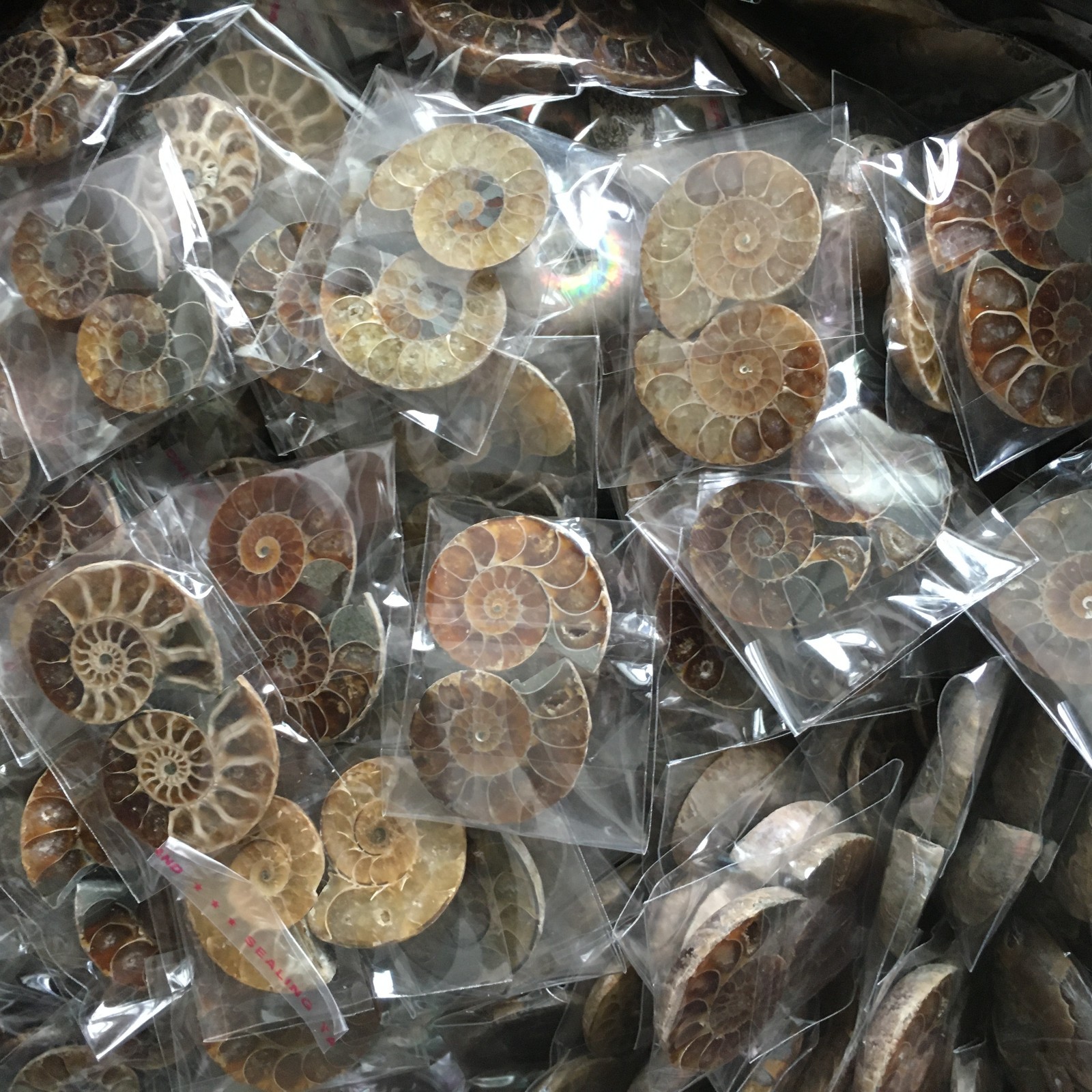 100 pair of Split Ammonite Specimen Shell Healing Madagascar 01