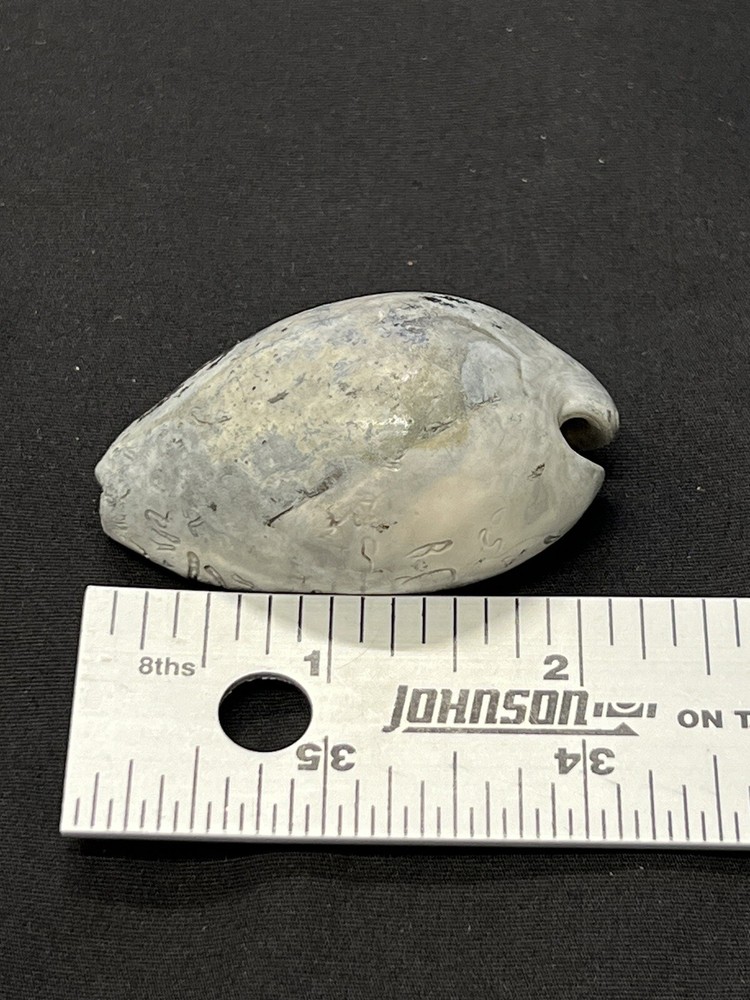EXTINCT Fossilized COWRIE Shell From Central Florida - Pliocene Era.