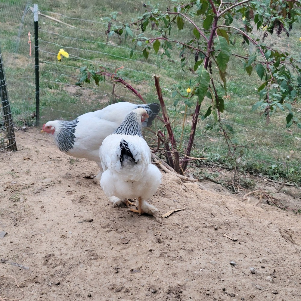 12 Rainbow hatching eggs mixed breeds