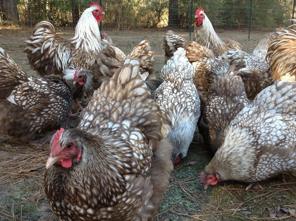 6+ Chocolate Silver Laced Orpington - Hatching Eggs - UPS Shipping