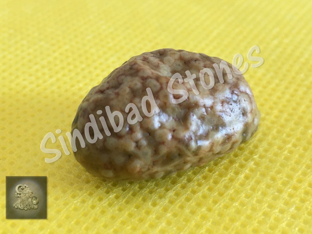 Snake Vomit - For all life matters زوعة الحية, الثعبان - شامل لجميع امور الحياة