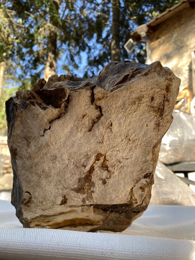 Fossilized And Opalized Fossils
