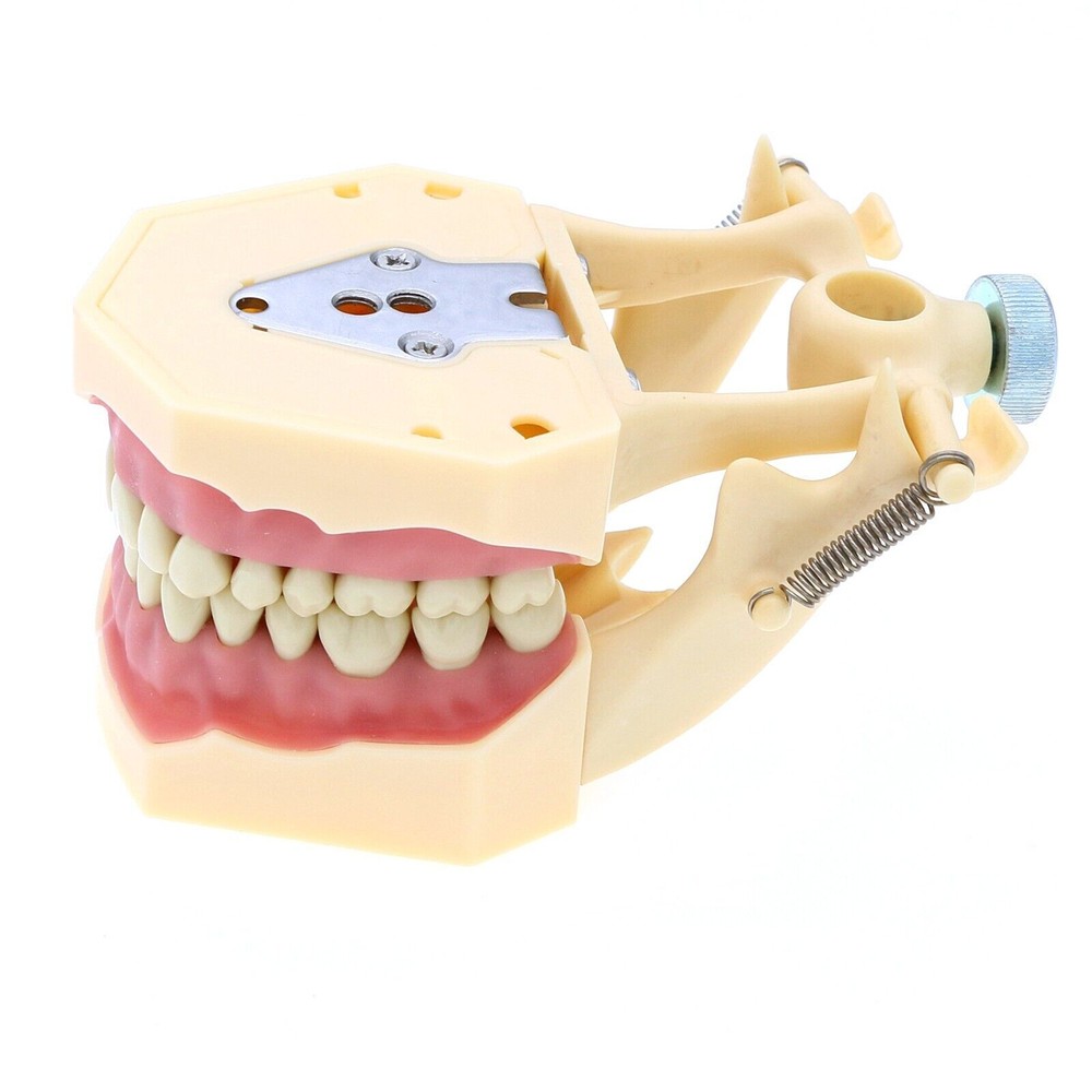 M8014-2 Frasaco AG3 Type Dental Restorative Typodont Model 32Pcs Removable Teeth