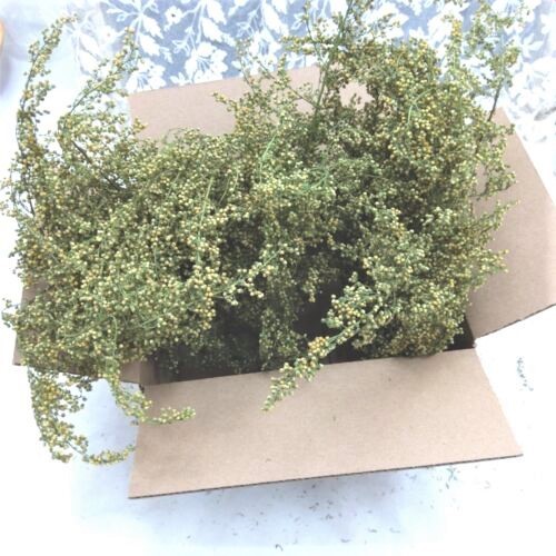 Sweet Annie Dried Shorts Non GMO Box Full 2025 Crop RJPE **3DAY SHIPPING**