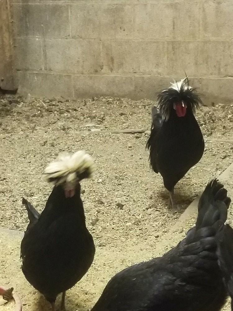 White Crested Black Polish Hatching Eggs - Chicken