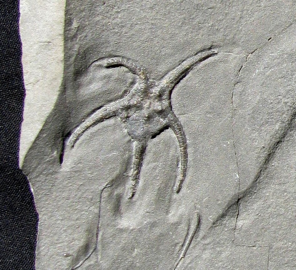 BEAUTIFUL, 5-ARMED SILURIAN PROTASTER STELLIFER BRITTLESTAR FROM NEW YORK STATE!