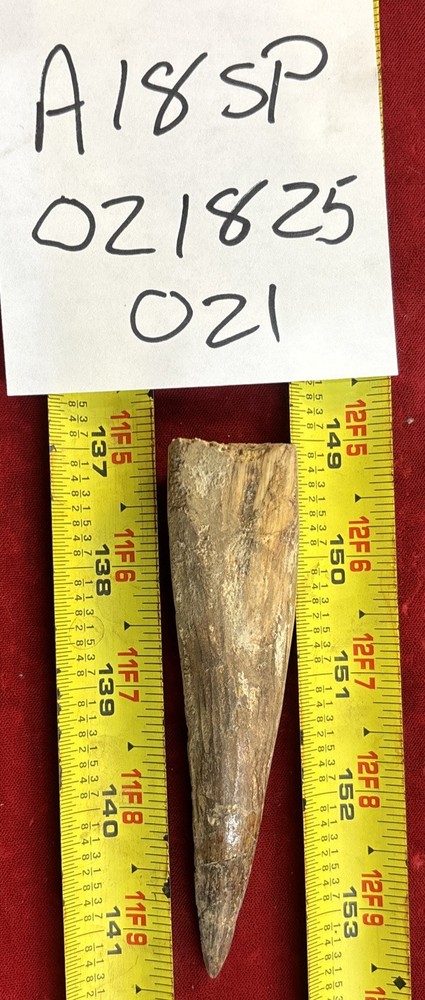 Authentic 4 1/2” Spinosaurus Tooth Fossil