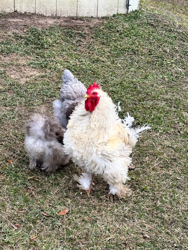 Frizzle BYM Hatching Eggs x12++