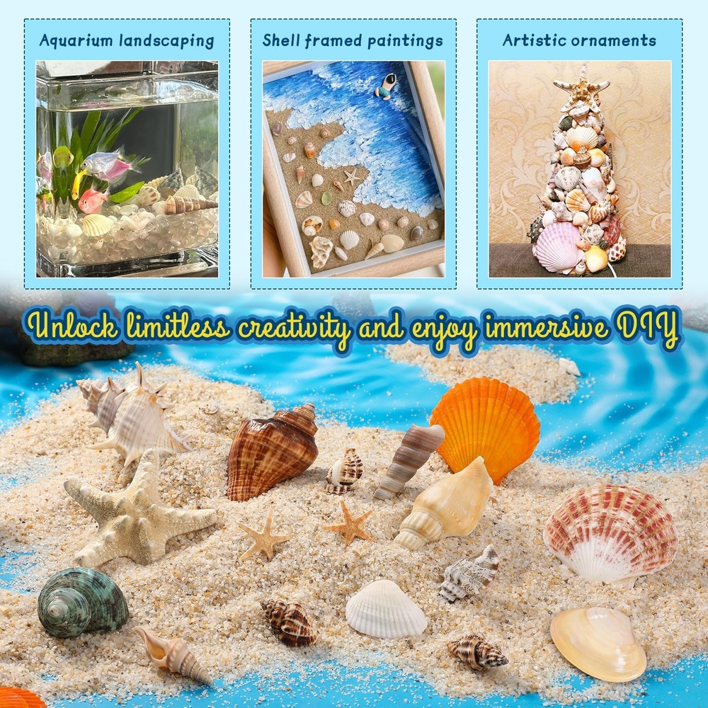 Sea Shells, Mixed Ocean Seashells, Various Sizes Ocean Seashells and Natural ...