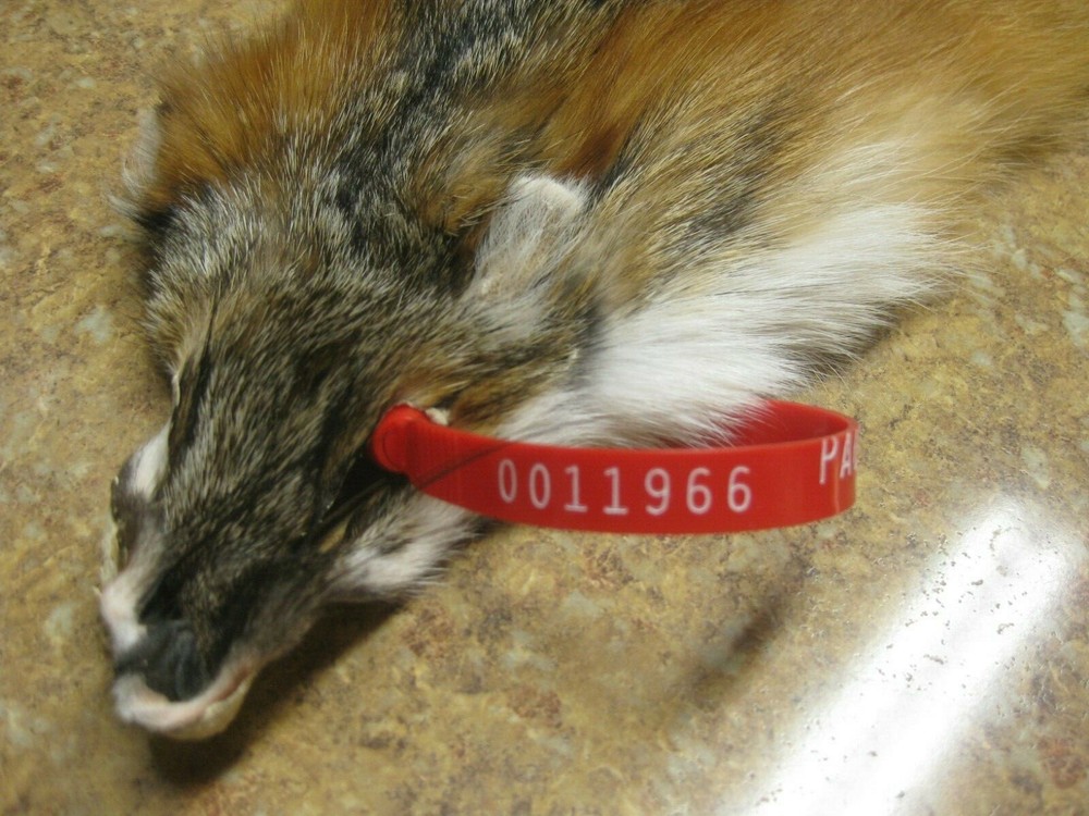 Tanned Grey Fox Damaged #0011966 Row A-1