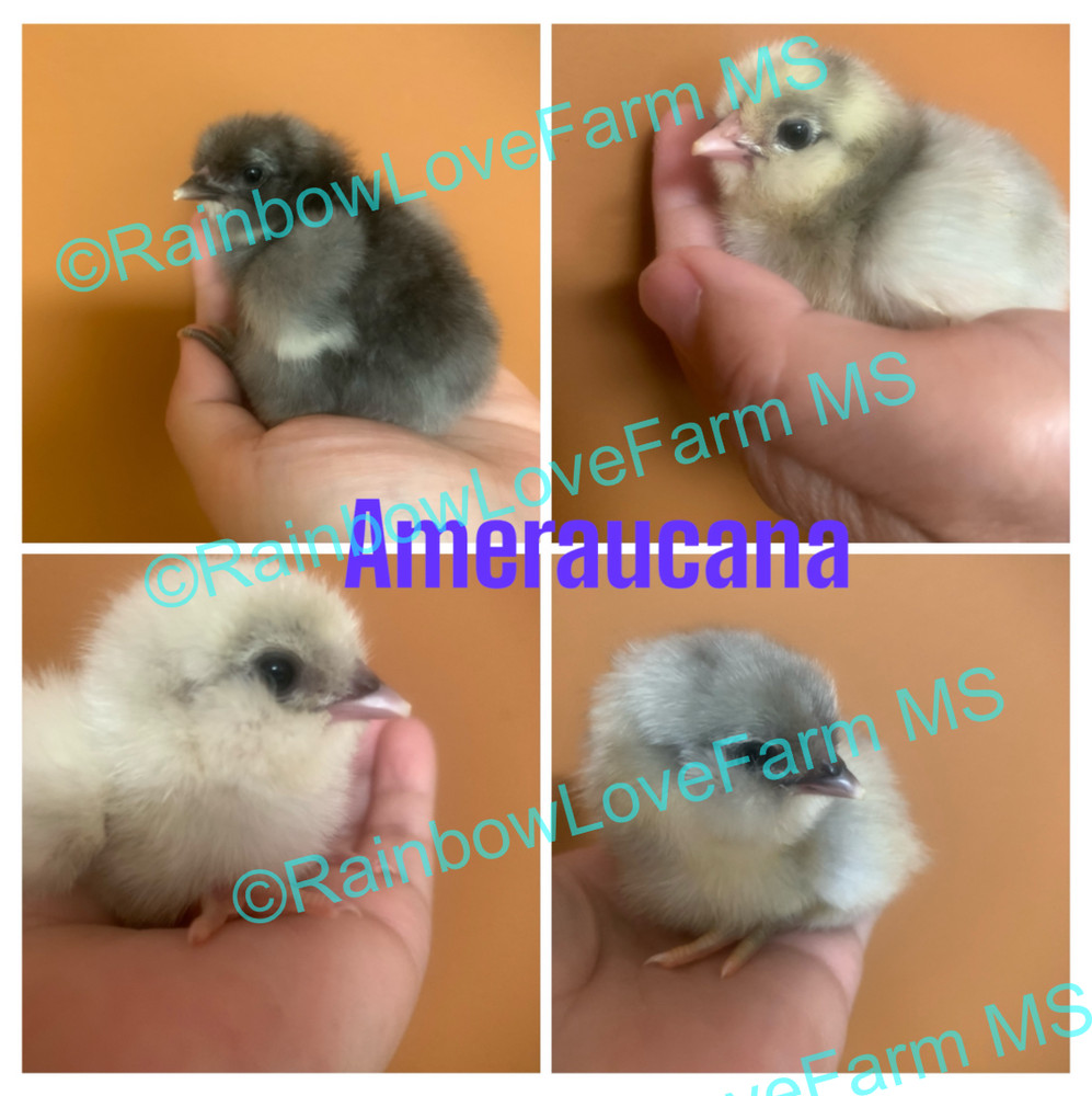 6 + Ameraucana Blue White Ermine Wheaton Chickens Same Pen Hatching Eggs NPIP