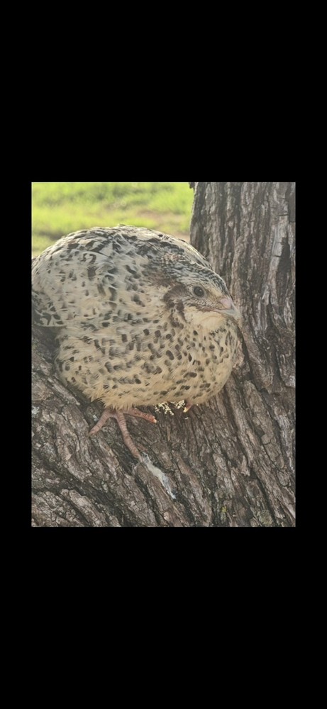 18 Celadon Blue/18 AssortedCoturnix Quail Hatching Eggs