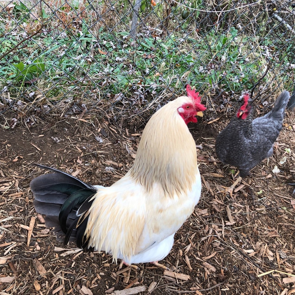 5+ Fertile Chicken Hatching Eggs Barnyard Mix/Crested/Easter/Rare Breed Possible