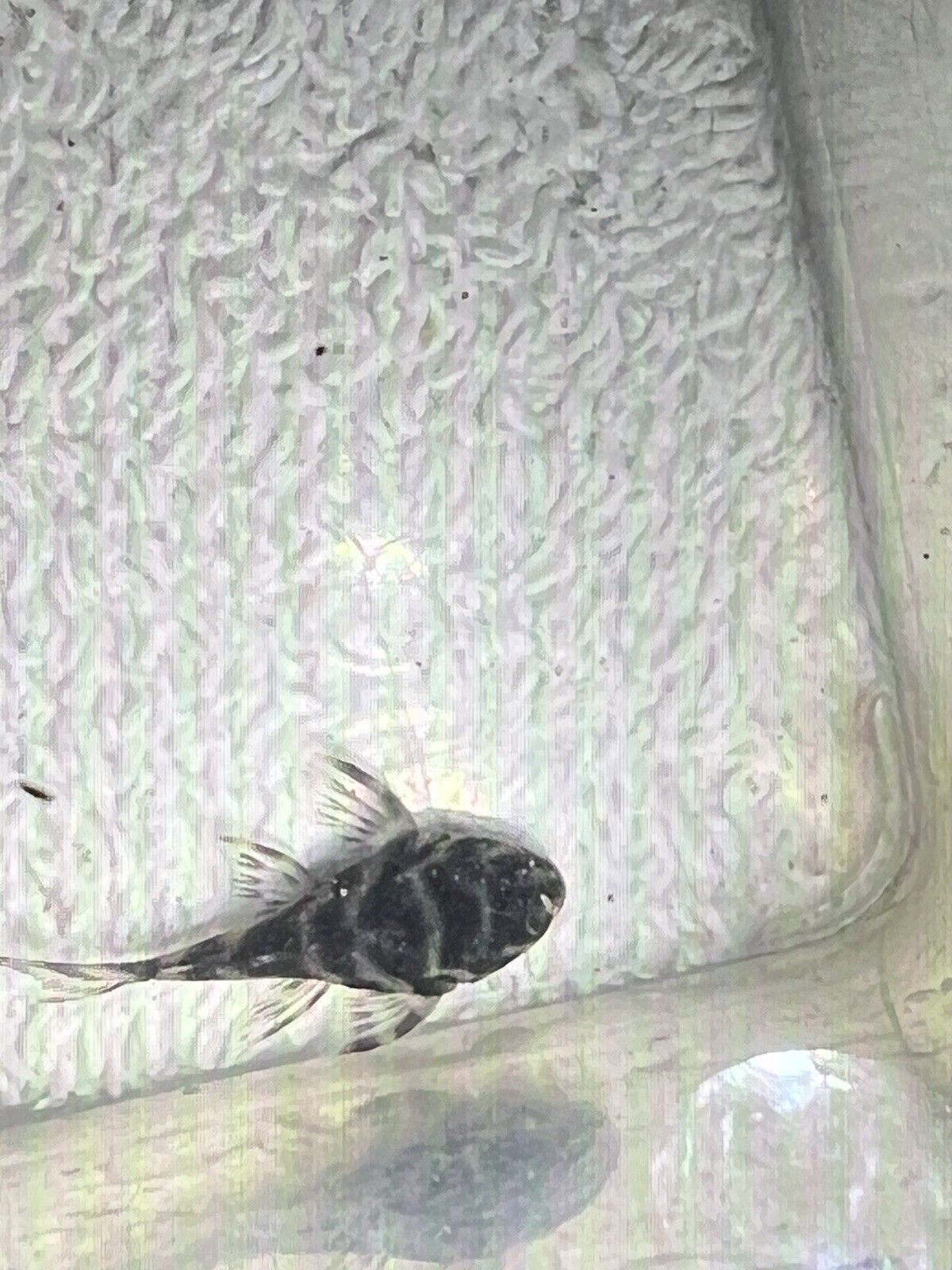 L333 Pleco Live 1-2 Inch King Tiger Pleco US Local Bred And Raised