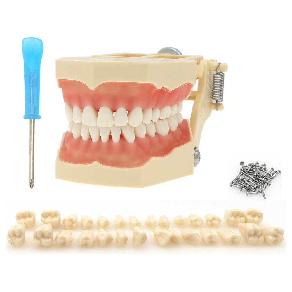 Frasaco AG3 Typodont Model Dental 32PCS Teeth Replacement Restorative Training