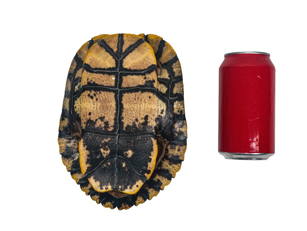 Red Ear Turtle Shell Block Pattern 7" to 8" (227GS-0708B)10UBS