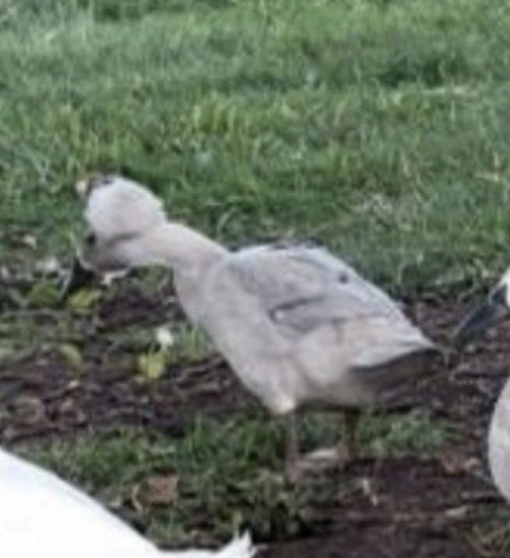 12 Fertilize Ducks Eggs