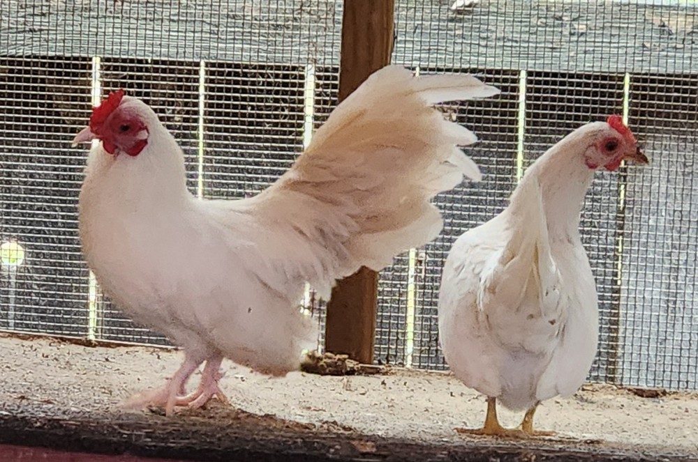 10 +2 Micro Kikiriki Serama Hatching Eggs 4H Projects Teacup chickens